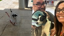 Pareja Rescata Perrito Atropellado En Puerto Rico Y Lo Trae A EE.UU. Para Una Nueva Vida