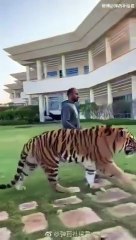 Something strange: a group of predatory animals on the beach
