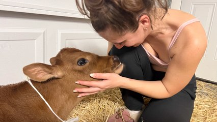 Couple Adopts a 90LB Cow From a Petting Zoo!