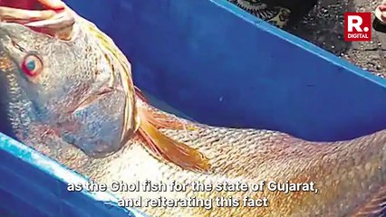 Why Ghol Fish Is The 'Gold Of The Sea'_ All You Need To Know About Gujarat's State Fish