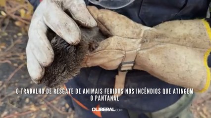 Скачать видео: O trabalho de resgate de animais feridos nos incêndios que atingem o Pantanal