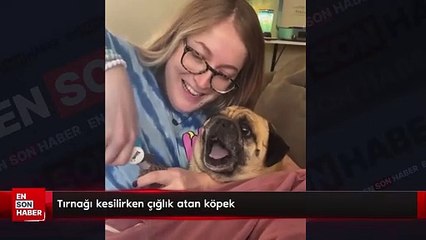 Tırnağı kesilirken çığlık atan köpek