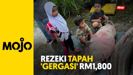 Disangka buaya rupanya ikan tapah 'gergasi'