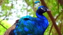 Peacock in Stunning 4K ULTRA HD 60 fps