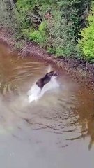 A struggle for survival