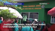Berwisata ke Daerah Penghasil Jeruk di Kabupaten Barito Kuala