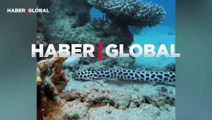 Ahtapot ile yılan balığının şaşırtan düellosu