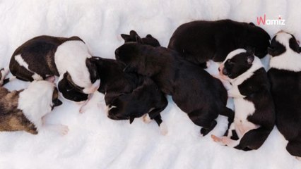 Il trouve une chienne et ses chiots dans la boue : deux jours plus tard, ils sont méconnaissables