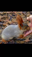 Rabit Cute Funny Video