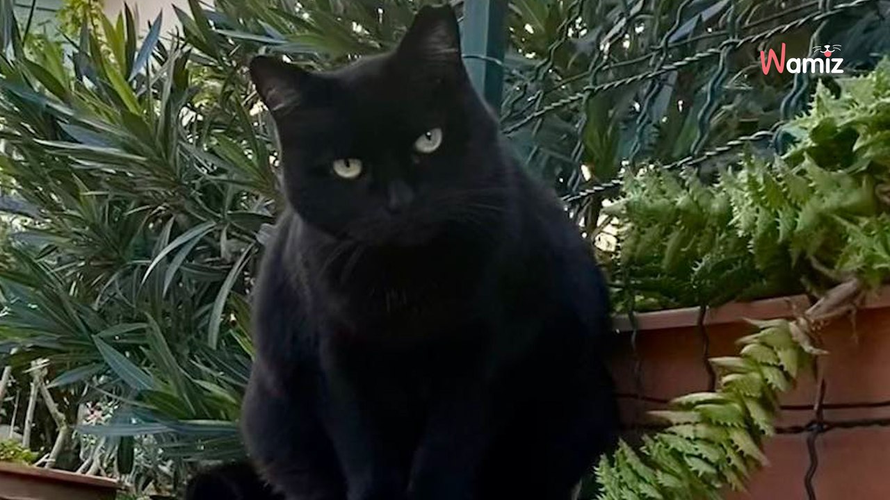 Abandonnée depuis 6 ans dans une résidence, cette petite chatte ne doit pas passer un nouvel hiver dehors !