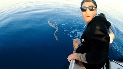 Biggest venomous sea snake ever