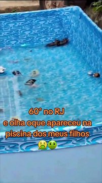 Ratos invadem psicina no Rio de janeiro: olha o que apareceu na piscina dos meus filhos