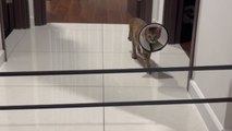 Sporty kitty takes part in 'Jumping Cat' trend and realizes her limit