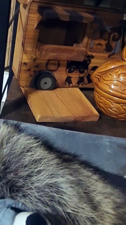 Rescued Raccoon Cuddles Toy