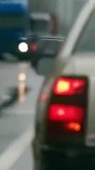 Un intrus se fait un trajet gratuit en voiture