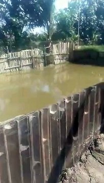 Budidaya ikan lele sistem jaring, simple dan mudah