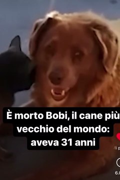 E’ morto il cane più vecchio del mondo, aveva 31 anni