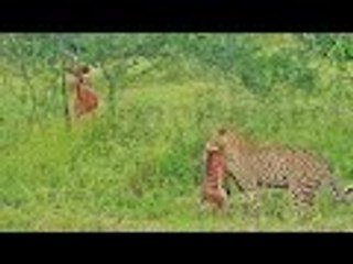 Lamb Cries for Mom to Help Save him from Leopard