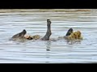 Hyena Swims Backstroke