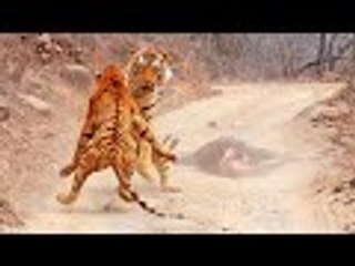 Tigress Tries Stealing Huge Male’s Meal