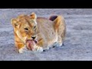 Lioness Bites Her Cub&apos;s Head Off
