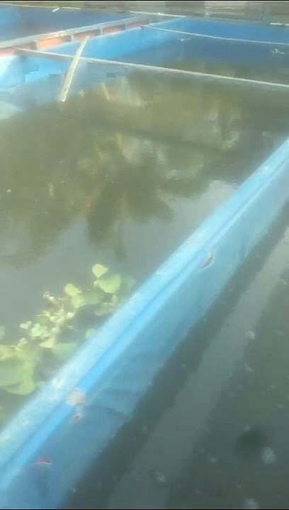 Kolam pendederan lebih besar dan tinggi daripada kolam pembenihan