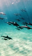 【QUOTES】 brings eternal joy to the soul