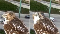 Bird’s-eye view: Hawk stares into traffic camera over Minnesota highway