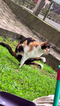 Cat Relieves Himself In an Unusual Position