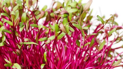 10 of the Tastiest Types of Microgreens to Grow Indoors