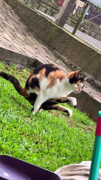 Cat Relieves Himself In an Unusual Position