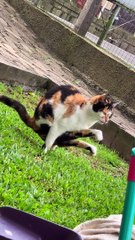 Cat Relieves Himself In an Unusual Position