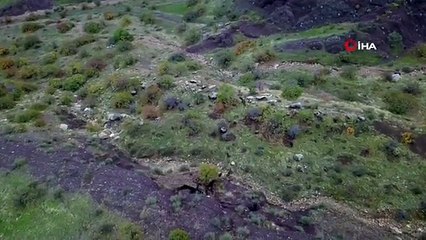 Diyarbakır'da domuz sürüsünün kaçışı böyle görüntülendi