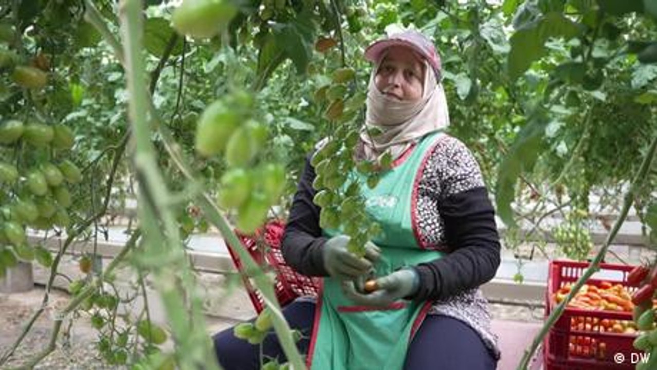 Spanien: Gewächshäuser gegen die Dürre