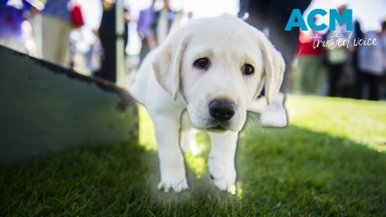Nine new guide dogs welcomed in NSW
