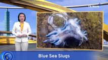 Blue Sea Slugs Spotted Off Keelung Coast in 'Rare' Sighting