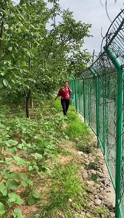 Today I went to the field and plucked sweet potato leaves | After coming home, I made momos from those leaves which turned out to be very tasty.