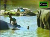 El Tercer Planeta - Elefantes de Khana - Documental (1998) Español