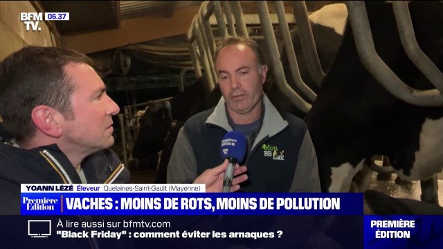 Un complément alimentaire testé sur des vaches en Mayenne pour réduire leur rumination