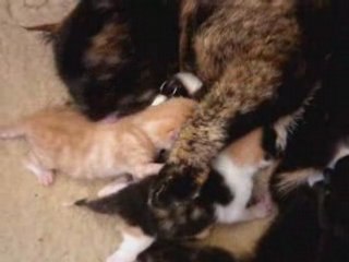 Miep en de poesjes 29 maart