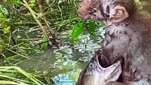 Monkey vs fish