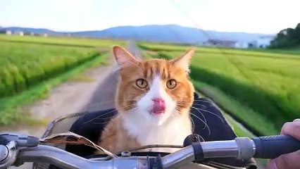How I Trained My Cats