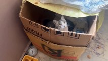 SAVE ME!-  Rescue Abandoned poor kitten was in tear and struggling to survive untill this happened