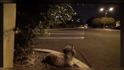 Sokağa terk edilen köpeğe vicdanlı bir el uzandı! Değişimi görenlerin içi ısındı