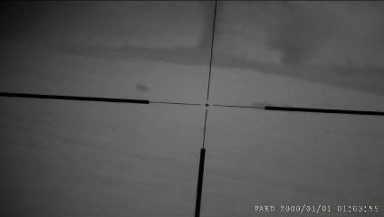 Gmina Grzmiąca ostrzega mieszkańców przed wilkami. Są coraz bliżej
