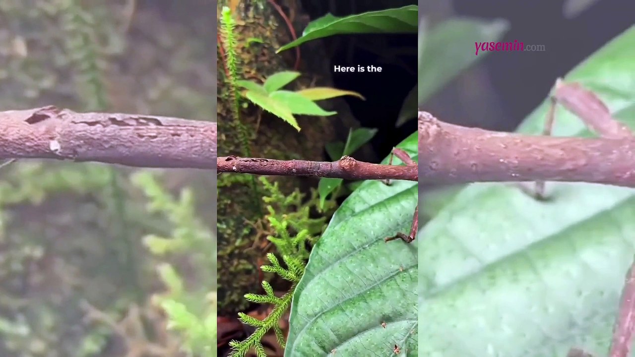 Görenleri hayrete düşüren çubuk böceği! "Bir dal değil bir böcek"