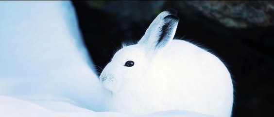 Back to Mountain (2021) - Bande annonce