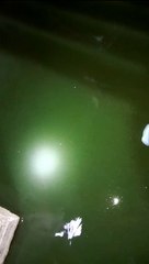 Tebar jarang lele jadi cepat besar