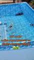 Face ao calor no Brasil, mulher depara-se com ratos na piscina dos filhos