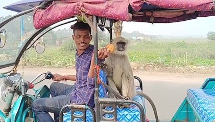 টোটোয় চেপে কোথায় চলল হনুমান? অবাক কাণ্ড দেখে হতবাক দুর্গাপুরবাসী